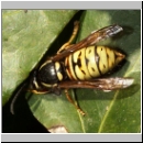 Vespula rufa - Rote Wespe Koenigin 06.jpg